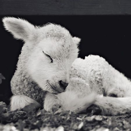 Reves De Moutons Hotel Пасо Роблес Екстериор снимка